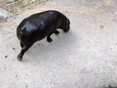 -清迈夜间动物园