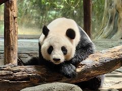 -广州长隆野生动物世界