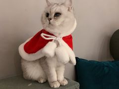 -有猫咖啡umeow coffee