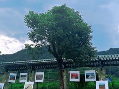 -龙坞茶村
