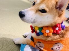 -逗柴咖啡屋·狗咖猫咖宠物桌游