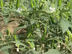 -中国天府农业博览园