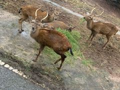 -清迈夜间动物园