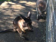 -费瑟代尔野生动物园