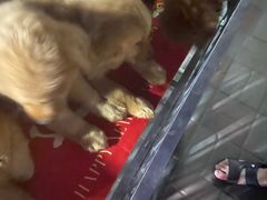 -中环花鸟鱼虫市场