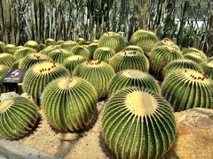 -深圳仙湖植物园