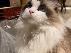 -猫大福·Fortune Cat猫舍(百子湾店)