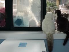 -喵的天空名猫咖啡馆·撸猫·猫舍·用品