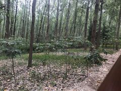 -合肥滨湖国家森林公园