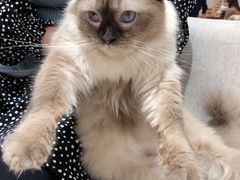 -藏猫猫咖啡主题馆(中央大道店)