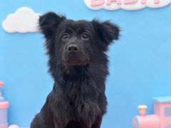 -BABIT巴比特宠物(MOMOPARK店)