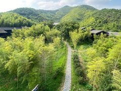-大唐贡茶院