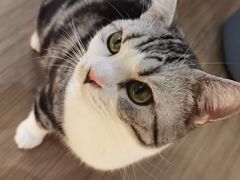 -COLOR PETS 撸猫馆·购猫·猫咖(长风大悦城店)