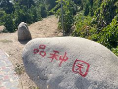 -紫轩葡萄酒庄园