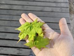 -帽儿山国家森林公园