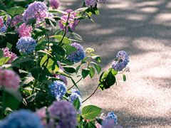 -合肥滨湖国家森林公园