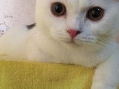 -翊宠yipet猫狗购宠庄园犬舍•猫舍