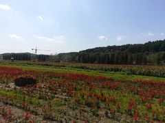 -莲花山花海
