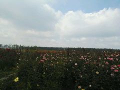 -北纬44度·金珠花海休闲农业旅游景区