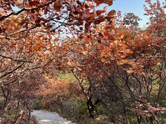 -北京西山国家森林公园