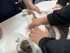 -中农大我爱我爱动物医院·核磁CT·猫病·24小时夜诊中心(石佛营店)