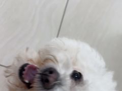 -美联众合动物医院·24h京西诊疗中心