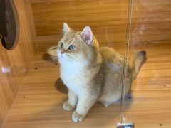 -猫十亿·布偶金渐层·曼基康矮脚猫舍(青年路店)