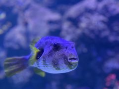 -芜湖新华联大白鲸海洋公园