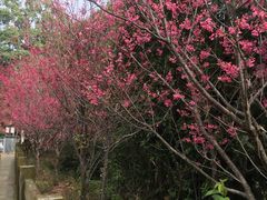 -广州市流溪河国家森林公园