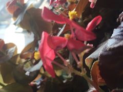 -院落创意菜