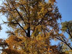 -千年银杏谷文化旅游区