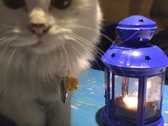 海妖酒吧-Sirena海妖日咖夜酒