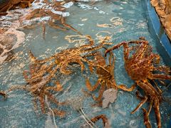 -耕海蟹将军(万象城店)