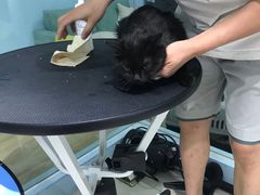 -老吴的猫·猫舍(新区店)