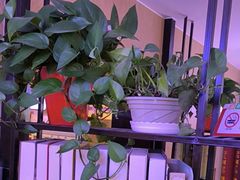 -俭寨大盘芦花土鸡·小公鸡·烧烤新疆菜(云通店)