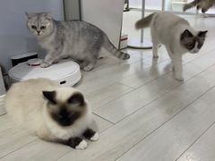 -喵的天空名猫咖啡馆·撸猫·猫舍·用品