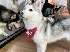 -Husky Go! 哈士奇体验馆·宠物咖啡厅狗咖