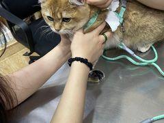 -瑞派名望24h动物医院异宠专科·猫专科·骨科·重症监护分院