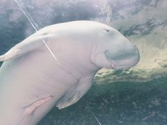 -悉尼海洋生物水族馆