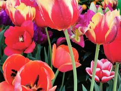 -福田红树林生态公园