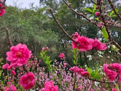 -桃花涧