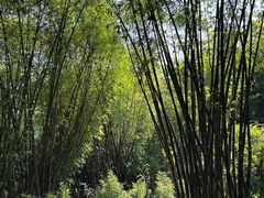 -望江楼公园