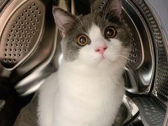 -东方名猫馆·英短金渐层布偶猫舍(环线广场1号楼店)