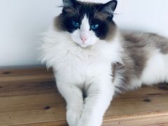 -Catmate·猫肥家润(金润铂宫店)