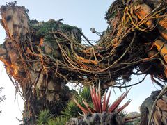 -奥兰多迪士尼动物王国乐园