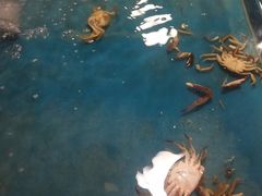 -富虹国际海鲜自助餐