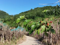-鱼子山桑葚生态采摘园