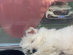 -FAELING PETS美天灵宠物(合生汇店)