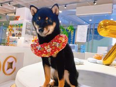 -柴务处·柴犬主题狗咖