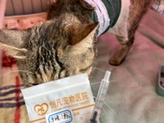 -创凡宠物医院·骨专科  猫科中心(西乡分院)